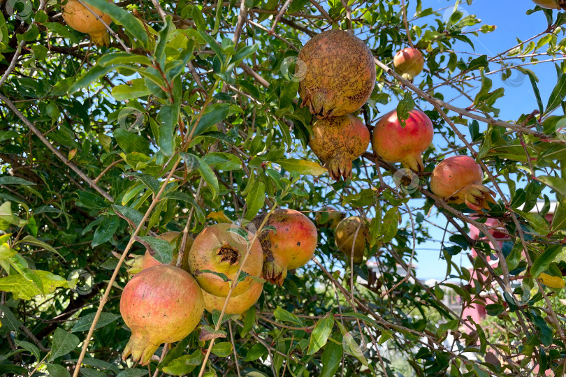 Скачать Незрелый зеленый гранат висит на ветке дерева, плоды растут на садовой ферме фотосток Ozero