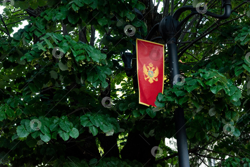 Скачать Национальный флаг независимого государства Черногория висит на флагштоке на фоне листвы фотосток Ozero