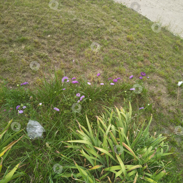 Скачать Полевой цветок. фотосток Ozero