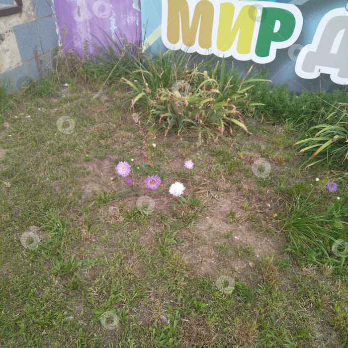 Скачать Полевой цветок. фотосток Ozero