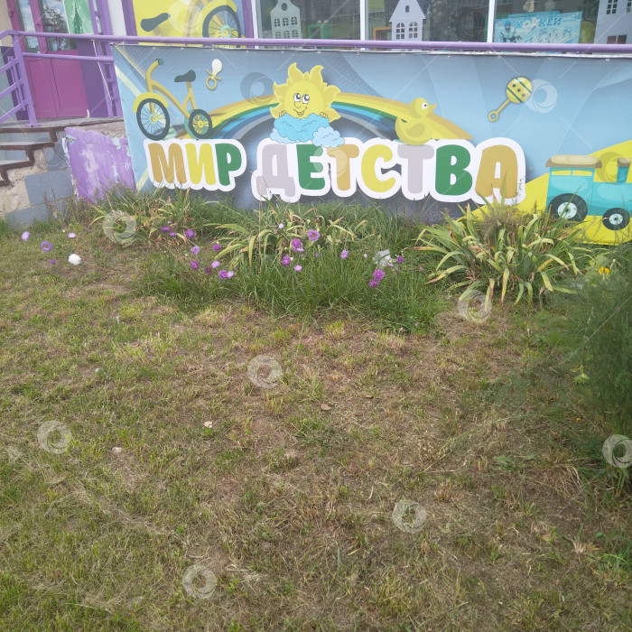 Скачать Полевой цветок. фотосток Ozero