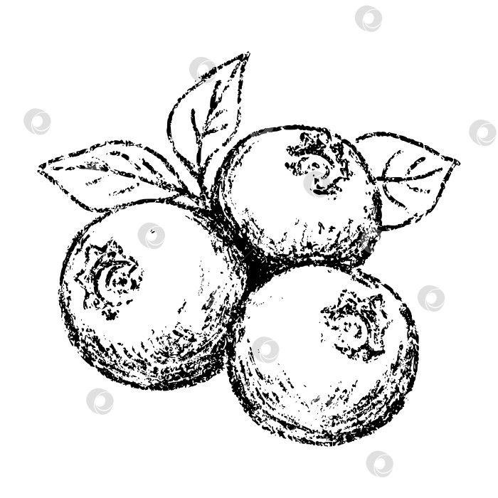 Скачать Нарисуйте карандашом летнюю ягоду-чернику. Нарисованный от руки десерт - тропическое растение, сладкое и вкусное. Элемент векторного дизайна с текстурой карандаша для этикетки, упаковки, бирки. фотосток Ozero