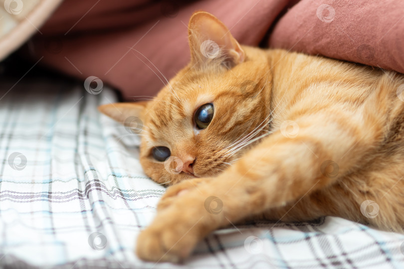Скачать Игривый Рыжий кот наслаждается отдыхом на уютной кровати фотосток Ozero