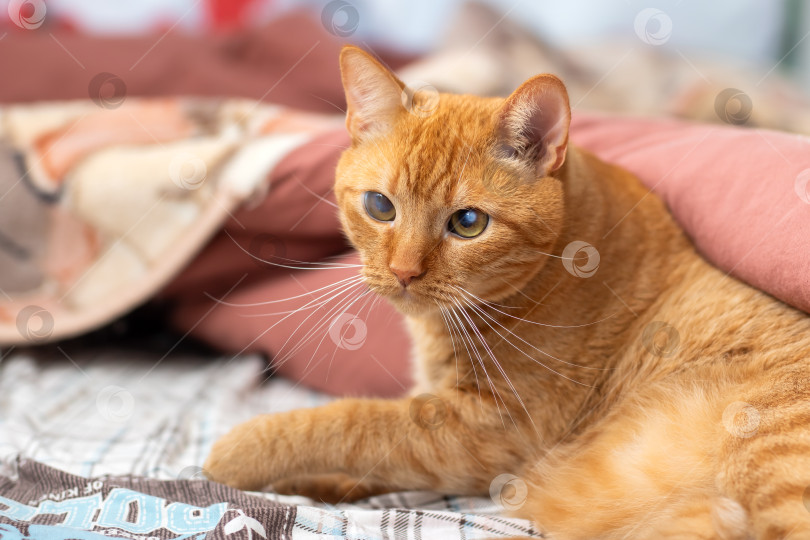 Скачать Очаровательный рыжий кот с голубыми глазами отдыхает на кровати фотосток Ozero