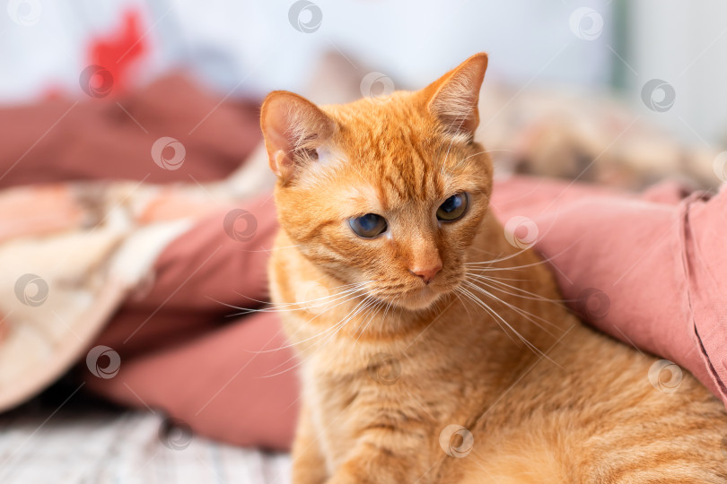 Скачать Очаровательная Оранжевая Полосатая кошка Наслаждается отдыхом в помещении фотосток Ozero