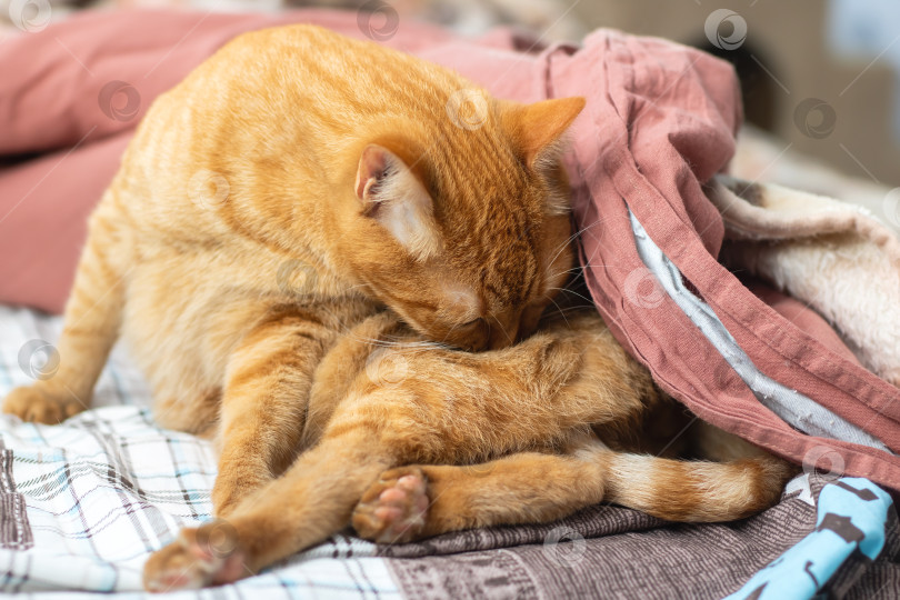 Скачать Ласковые Рыжие кошки Уютно отдыхают вместе в тишине фотосток Ozero
