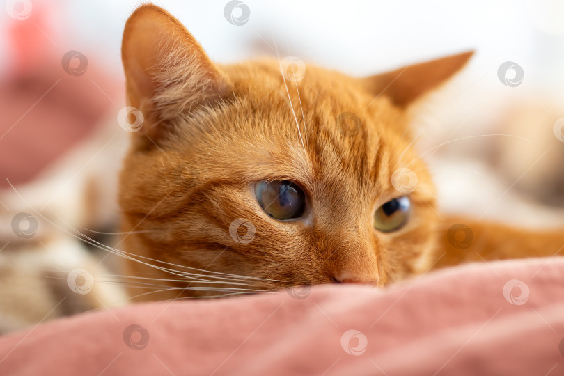 Скачать Крупный план очаровательной оранжевой кошки, отдыхающей на мягком одеяле фотосток Ozero