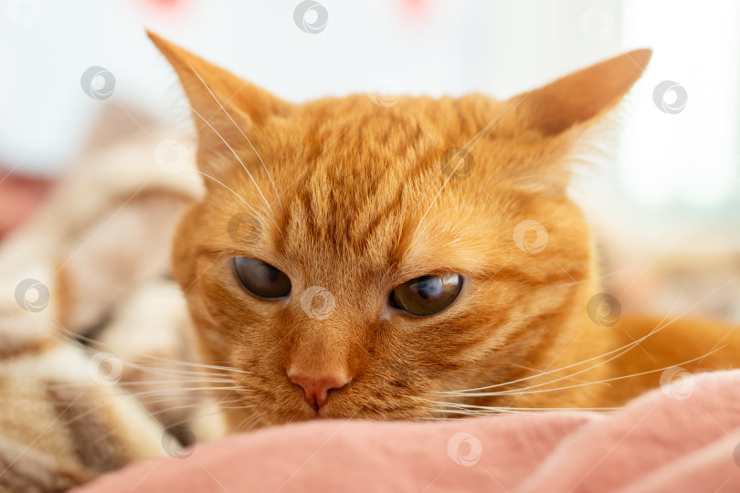 Скачать Очаровательная Рыжая кошечка наслаждается отдыхом на мягкой подстилке фотосток Ozero