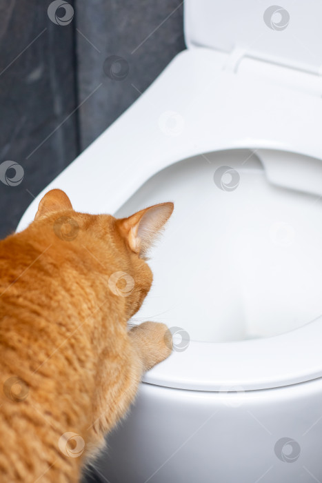 Скачать Любопытный кот, полностью изучающий туалет и его окрестности фотосток Ozero