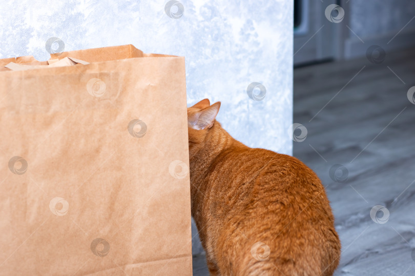 Скачать Любопытный кот выглядывал из-за смятого коричневого бумажного пакета фотосток Ozero