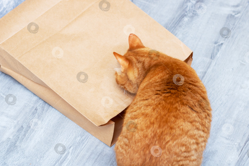 Скачать Любопытный кот высовывает голову из мятого коричневого бумажного пакета фотосток Ozero