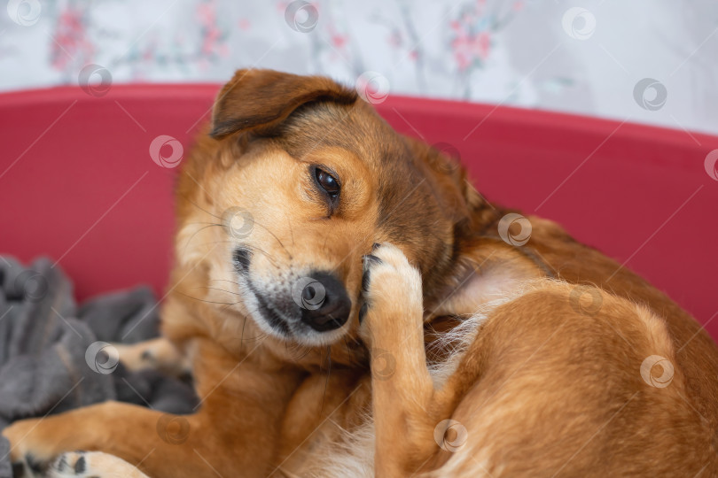 Скачать Игривая собачка, счастливо наслаждающаяся уютом в своей мягкой постельке фотосток Ozero