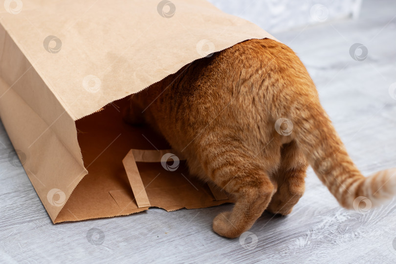 Скачать Любопытный кот игриво высовывает голову из коричневого бумажного пакета фотосток Ozero