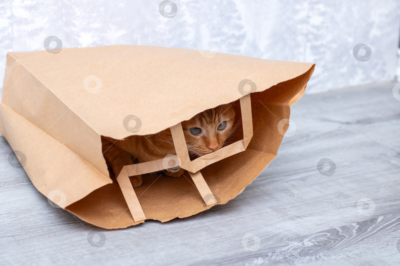 Скачать Любопытный кот прячется внутри коричневого бумажного пакета, завораживая фотосток Ozero