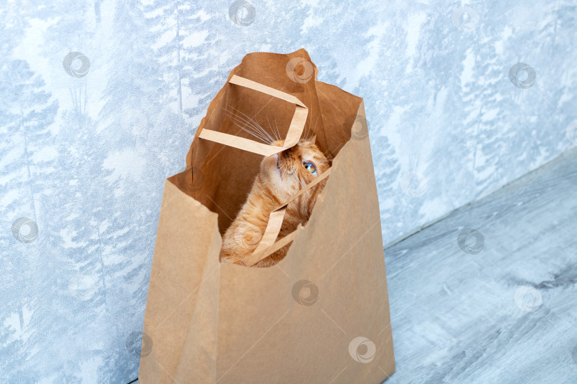 Скачать Любопытный кот с любопытством выглядывает из коричневого бумажного пакета фотосток Ozero