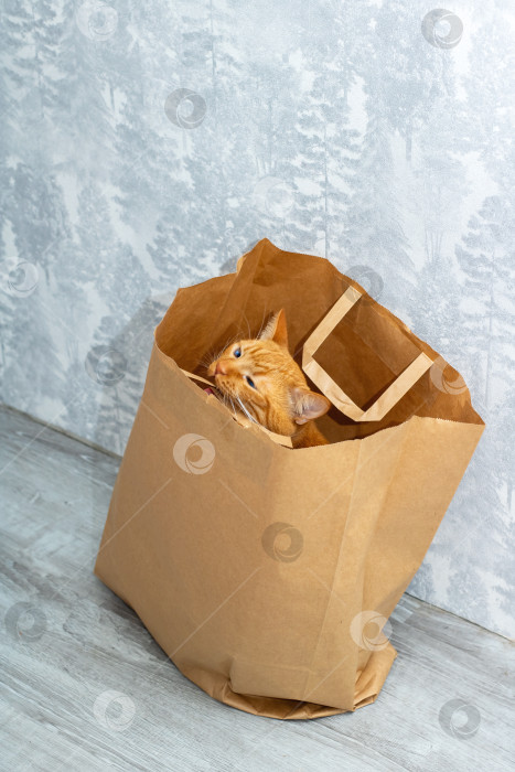 Скачать Любопытный кот выглядывает из красочного бумажного пакета, полного сюрпризов фотосток Ozero