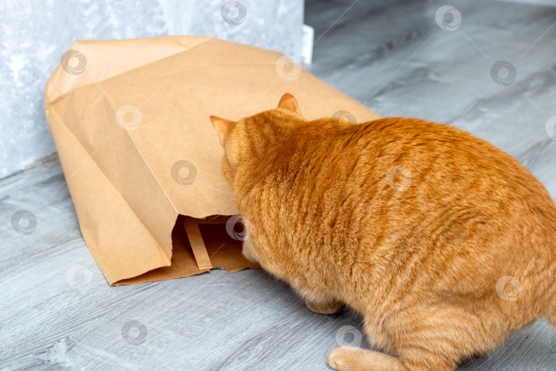 Скачать Любопытный и игривый Рыжий кот, исследующий бумажный пакет фотосток Ozero