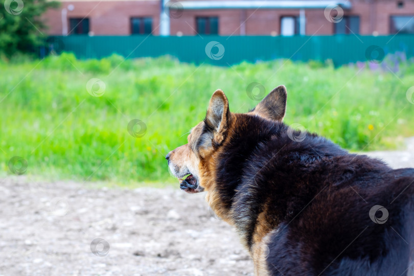 Скачать Фотография собаки крупным планом, сделанная в красивой естественной обстановке на открытом воздухе фотосток Ozero