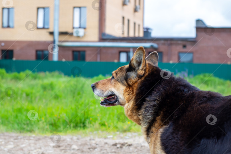 Скачать Величественная собака гордо стоит на открытом воздухе на фоне городского пейзажа фотосток Ozero