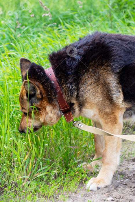 Скачать Немецкая овчарка нюхает траву в спокойной обстановке на природе фотосток Ozero