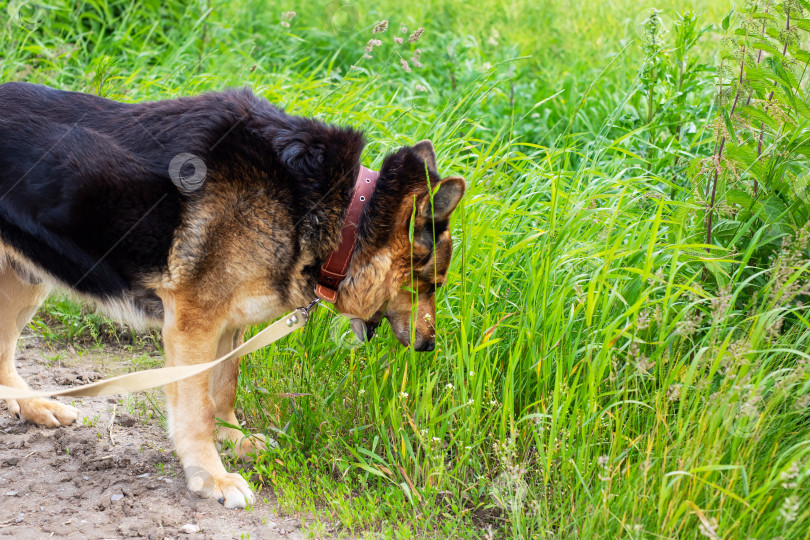 Скачать Собака не спеша обнюхивает сочную зеленую траву на природе фотосток Ozero