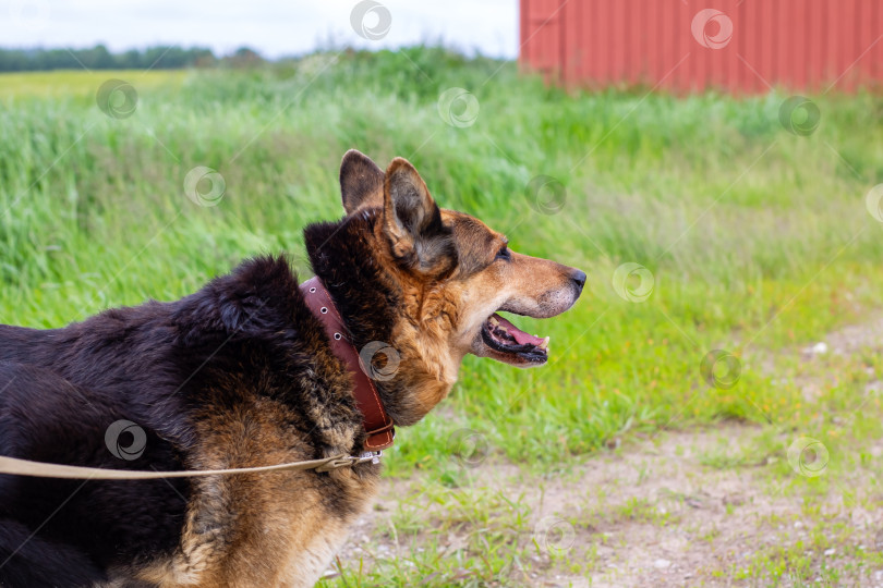 Скачать Спокойная прогулка собаки на природе с красным сараем на заднем плане фотосток Ozero