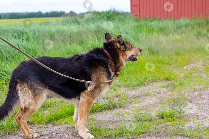 Скачать Собака на поводке наслаждается прекрасным живописным сельским пейзажем фотосток Ozero