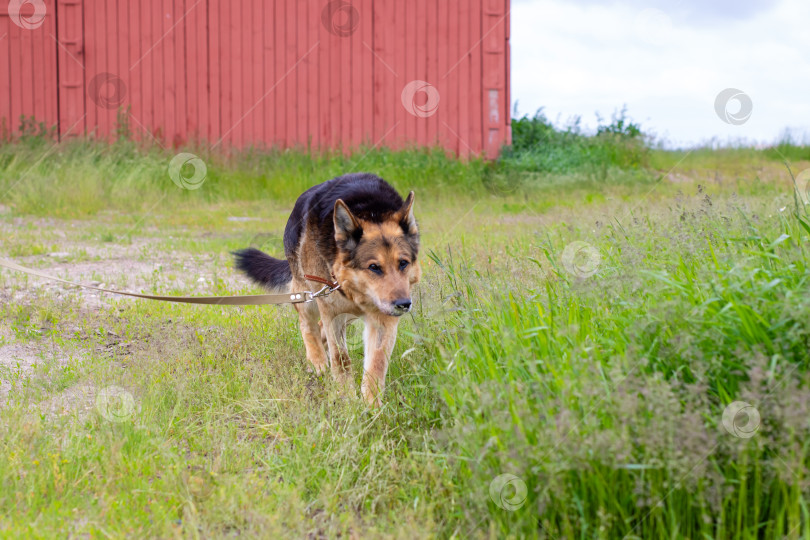 Скачать Немецкая овчарка прогуливается по зеленому полю возле сарая фотосток Ozero