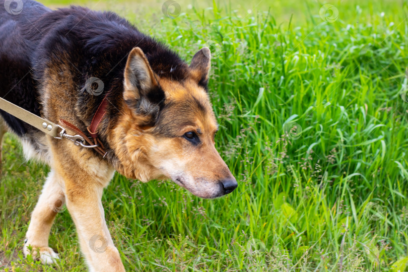 Скачать Крупный план собаки, счастливо гуляющей по пышному зеленому полю фотосток Ozero