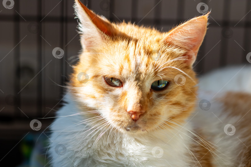 Скачать Красивая рыжевато-белая кошка отдыхает при естественном освещении фотосток Ozero