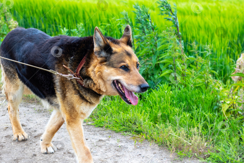 Скачать Счастливая собака наслаждается прогулкой по красивой и живописной тропе фотосток Ozero
