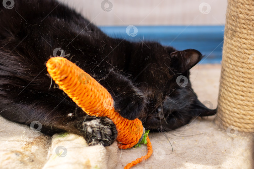 Скачать Игривая Черная кошка с удовольствием играет с игрушечной морковкой фотосток Ozero