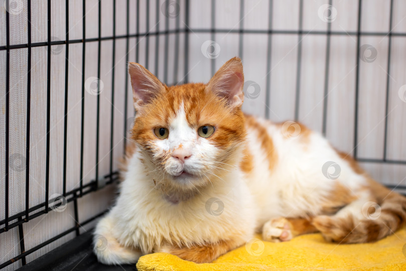 Скачать Очаровательная Рыжевато-белая кошка мирно отдыхает в клетке фотосток Ozero