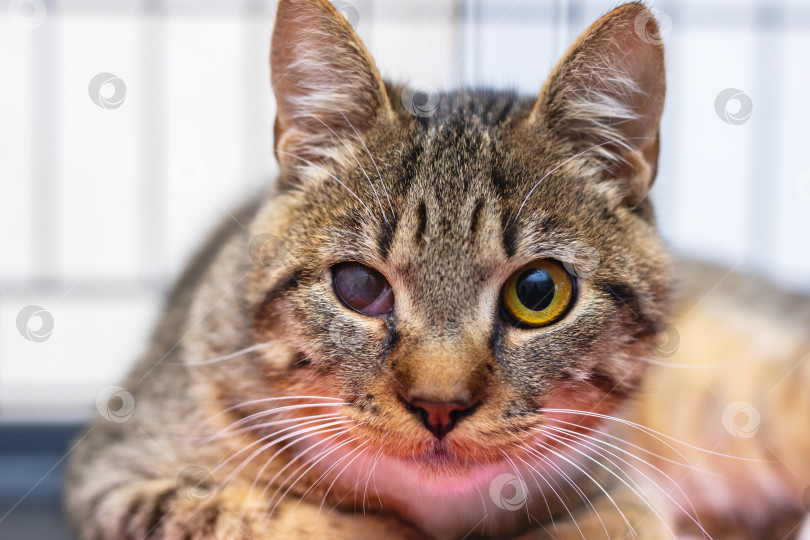 Скачать Необычайно красивая полосатая кошка с характерным и ярким окрасом глаз фотосток Ozero