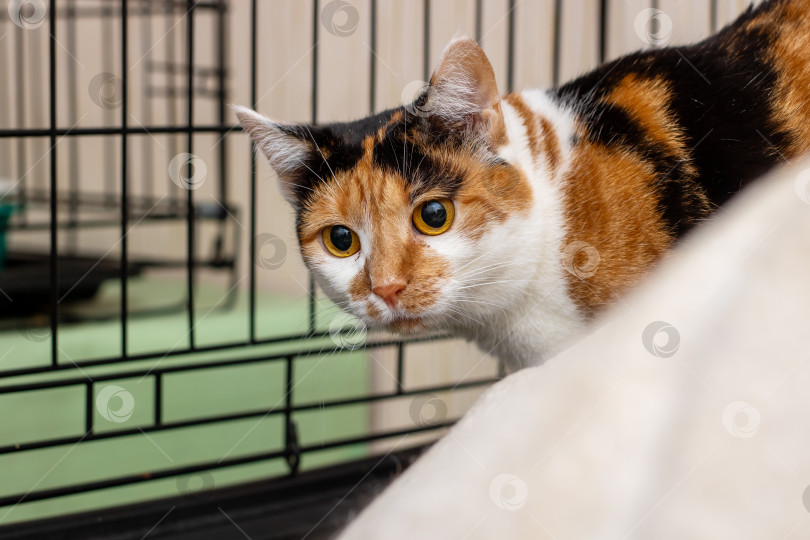 Скачать Любопытный Ситцевый Кот, С Энтузиазмом Исследующий Свои Красочные Окрестности фотосток Ozero