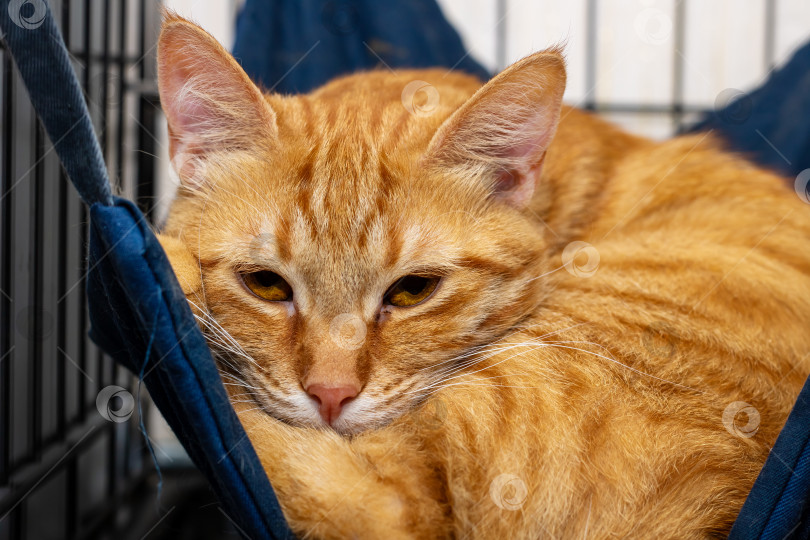 Скачать Уютная Оранжевая полосатая кошка, радостно отдыхающая в своем гамаке фотосток Ozero