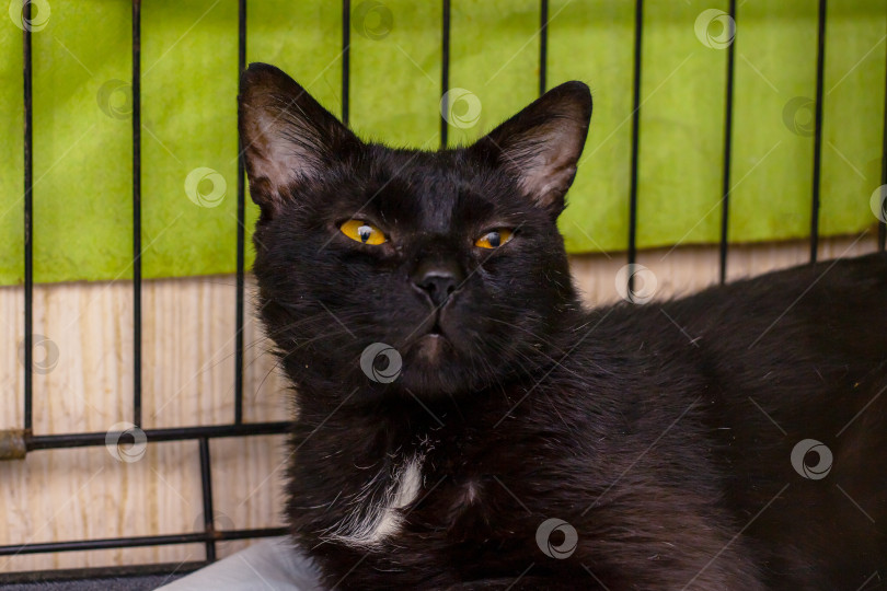 Скачать Очаровательная черная кошечка спокойно отдыхает в маленьком уютном укрытии фотосток Ozero