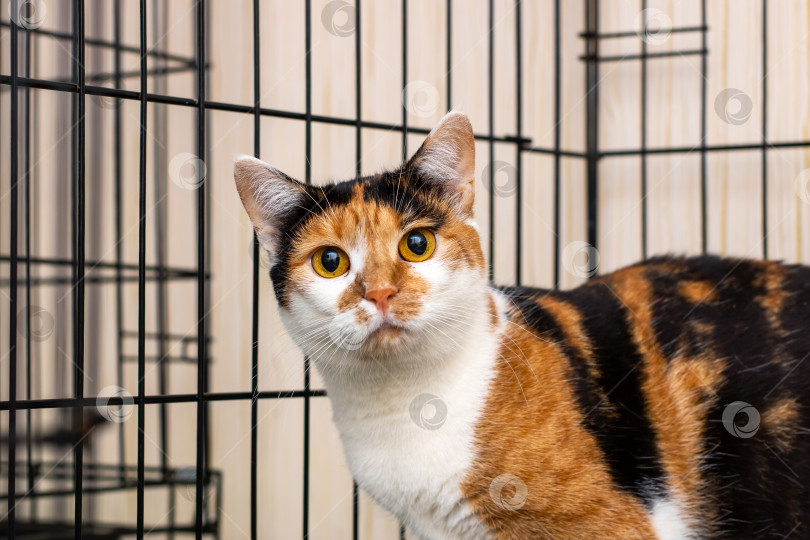 Скачать Очаровательный Ситцевый кот Сидит в клетке И с любопытством смотрит на меня. фотосток Ozero