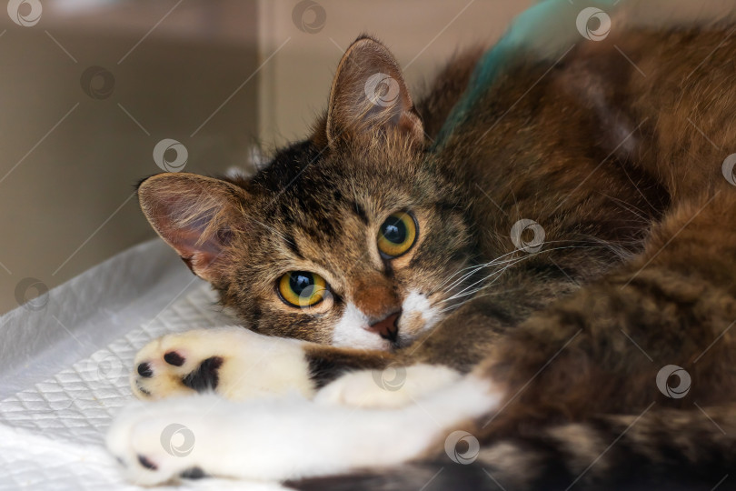 Скачать Очаровательная кошка, спокойно отдыхающая в своем уютном убежище фотосток Ozero