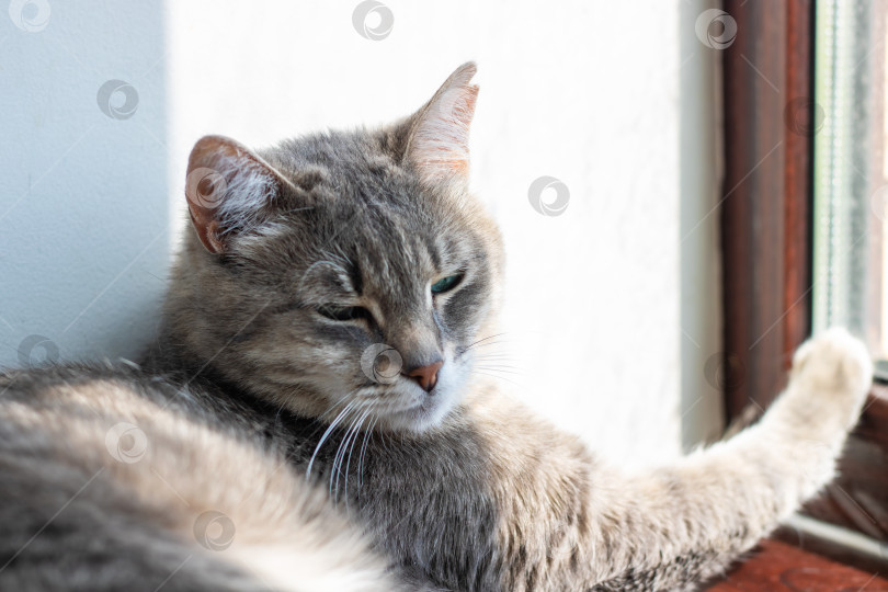 Скачать Расслабленная Кошка, Наслаждающаяся нежным солнечным светом, Льющимся через Окно фотосток Ozero