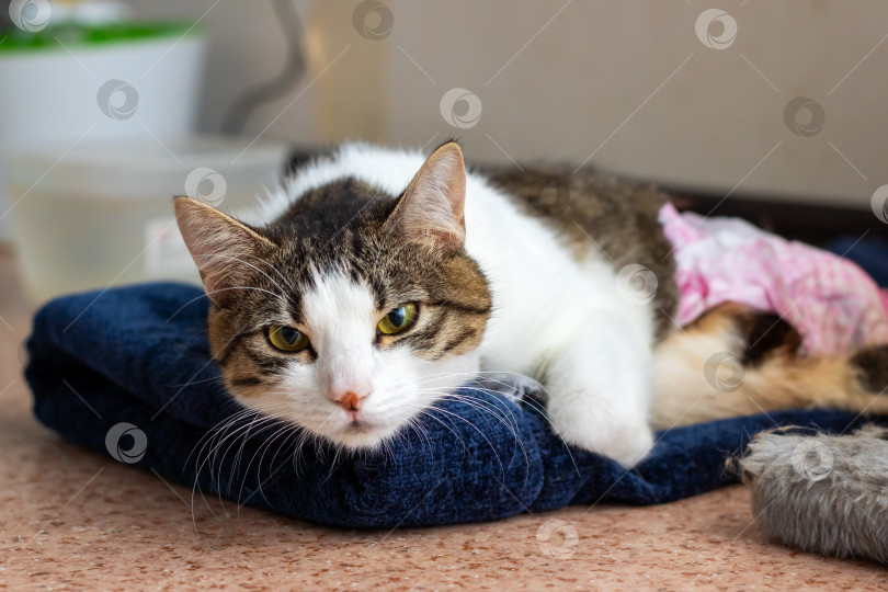 Скачать Очаровательная кошечка уютно устроилась на уютном одеяле фотосток Ozero