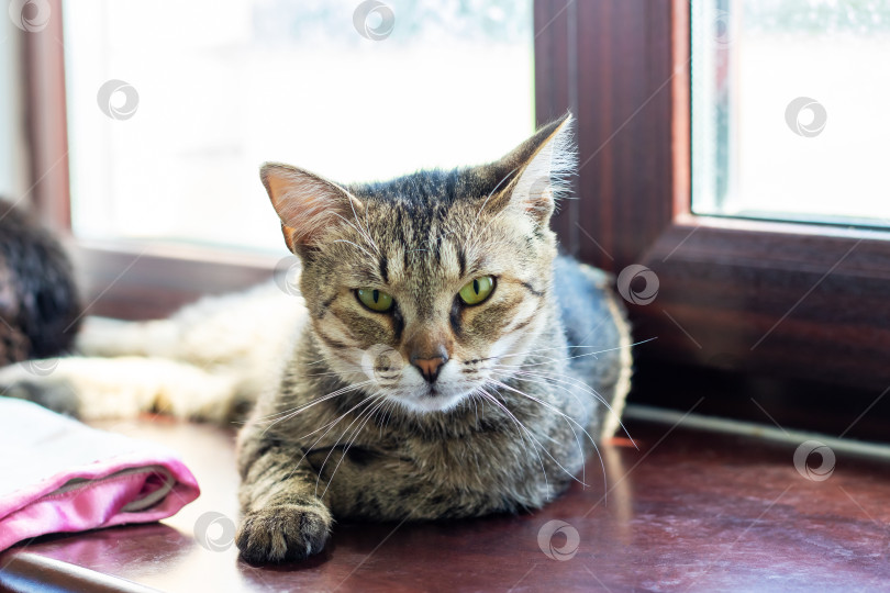 Скачать Очаровательная полосатая кошка уютно расположилась у окна фотосток Ozero