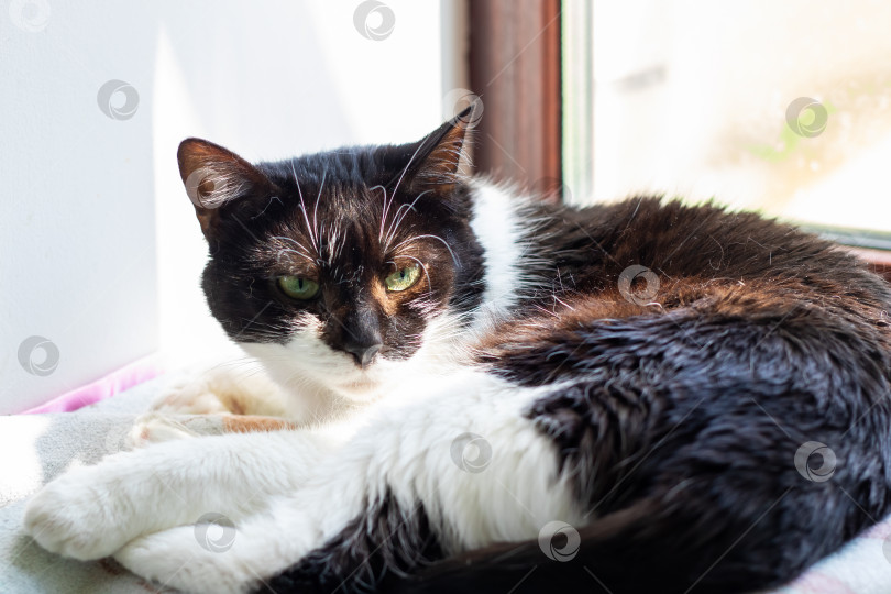 Скачать Черно-белая кошка развалилась на уютном одеяле у окна фотосток Ozero