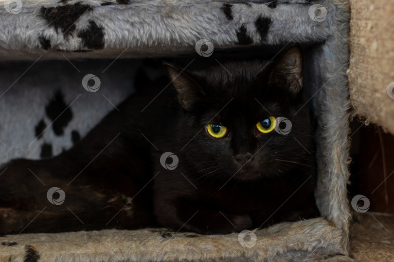 Скачать Черная кошка с яркими желтыми глазами уютно лежит в коробке фотосток Ozero