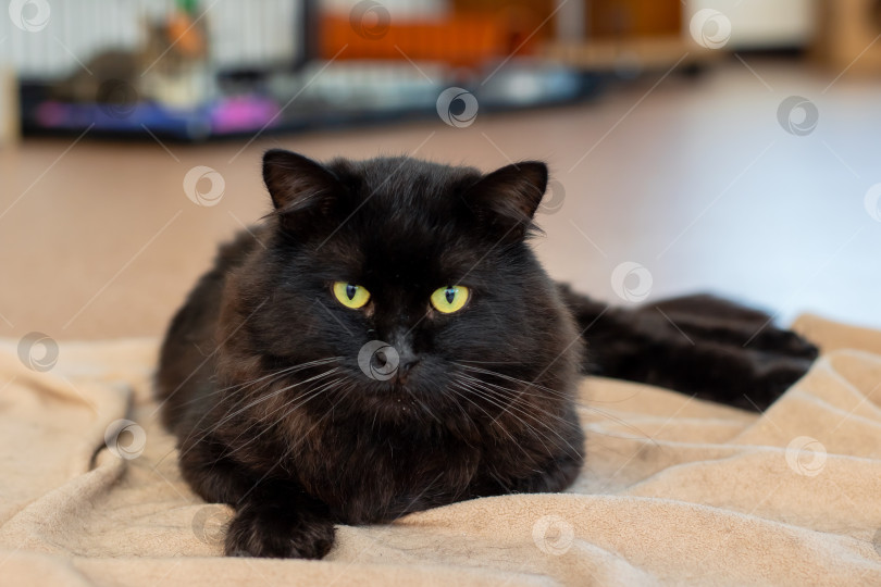 Скачать Элегантная Черная кошка уютно расположилась на Мягком одеяле фотосток Ozero