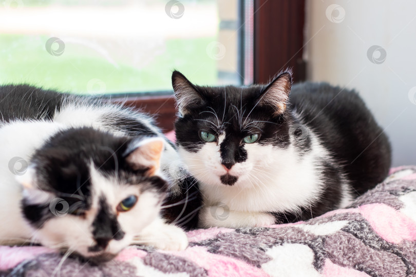 Скачать Две расслабленные черно-белая кошка мирно отдыхают вместе в уютном местечке фотосток Ozero