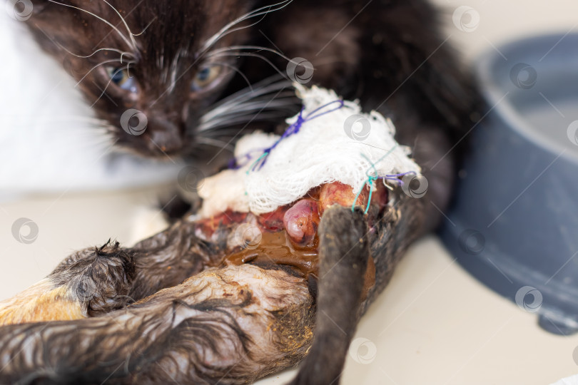 Скачать Черная кошка, у которой на лапе заметна повязка фотосток Ozero