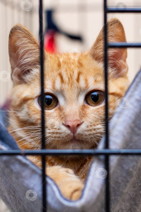 Скачать Очаровательная Оранжевая полосатая кошка, сидящая в клетке-укрытии фотосток Ozero