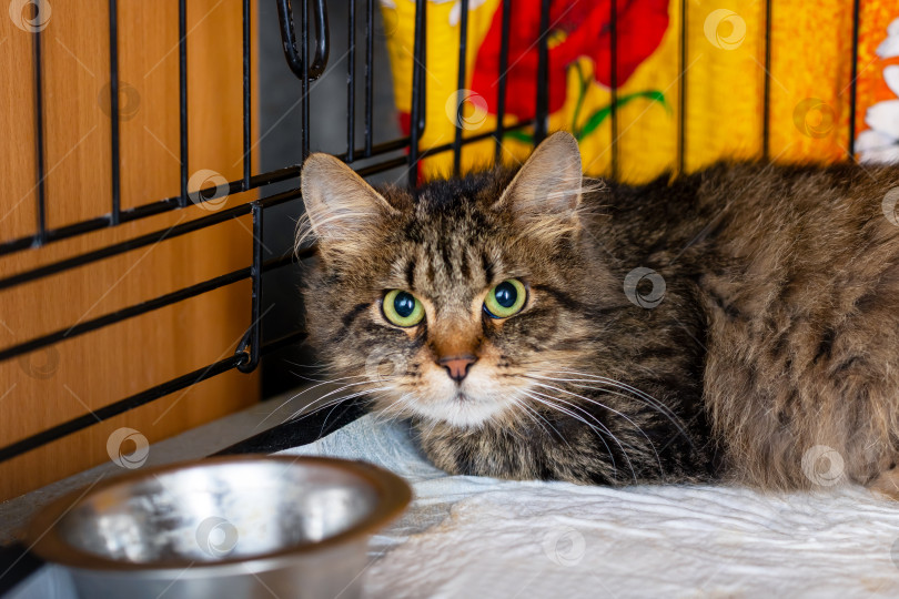 Скачать Очаровательная полосатая кошка, наслаждающаяся отдыхом в уютной клетке фотосток Ozero
