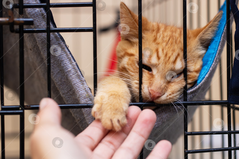 Скачать Человек нежно гладит оранжевую кошку, которая находится в клетке фотосток Ozero